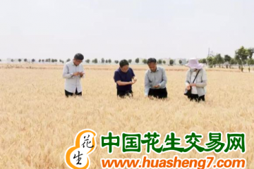 内蒙古：小麦亩产创历史新高 ()