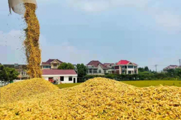 湖南：早稻集中上市 收購均價上漲 ()