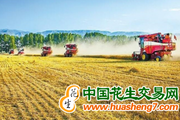 江蘇連云港：今年夏糧喜獲大豐收 ()