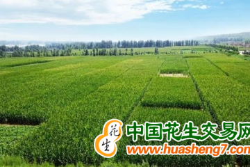 陜西：耕地數量兩年來增加88.03萬畝 ()