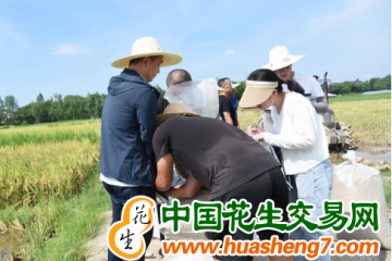 江西省：水稻早熟優質品種培育取得新突破 ()