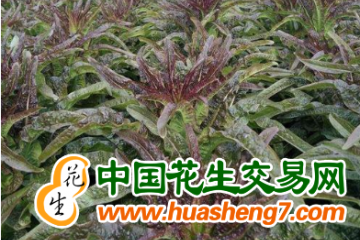 青海：400公頃紫葉香筍豐收啦 ()