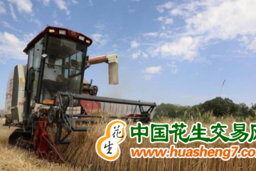青海：1.33万余公顷冬小麦喜获丰收 ()
