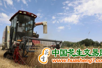 青海：1.33萬(wàn)余公頃冬小麥喜獲豐收 ()