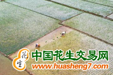 湖南：全省完成1907萬畝晚稻栽插 ()