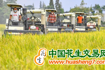 重庆：水稻陆续进入收割期 ()