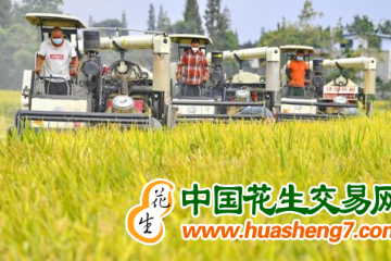 重慶：水稻陸續(xù)進(jìn)入收割期 ()