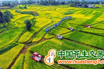 重庆：980万亩水稻陆续开镰 ()