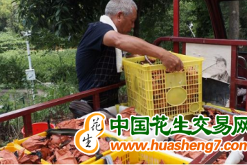 江蘇鹽城：“五個(gè)突出”夯實(shí)水稻豐產(chǎn)基礎(chǔ) ()