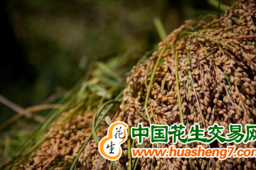 云南廣南縣：“八寶貢米”飄香萬里 ()