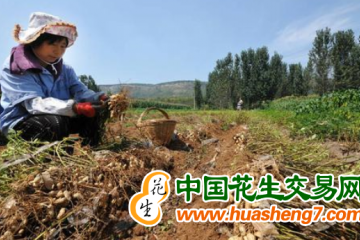 新疆轮台县：千亩花生种植基地喜获丰收 ()