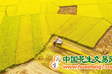 江西鷹潭：早稻喜獲豐收 ()