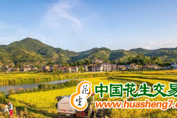 重慶980萬(wàn)畝水稻陸續(xù)開鐮 本月底完成大部分收割 ()
