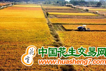 安徽：秋糧長(zhǎng)勢(shì)良好 ()