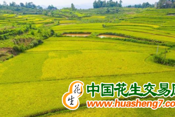 重慶：稻米優質率提高至70% ()