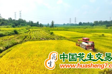 湖南双峰县：再生稻种植面积达12万亩 ()