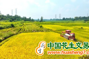 湖南雙峰縣：再生稻種植面積達12萬畝 ()