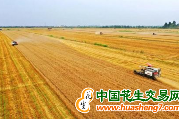 甘肅天水：夏糧實現面積單產總產“三增” ()