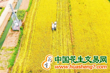 四川：多措并舉保夏糧豐收 ()