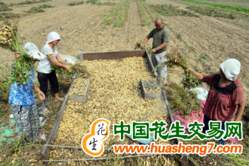 河南：2023年花生“保險+期貨”試點啟動 ()