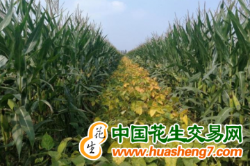 湖南：推广大豆玉米复合种植110余万亩 ()