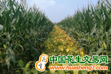 湖南：推廣大豆玉米復合種植110余萬畝 ()