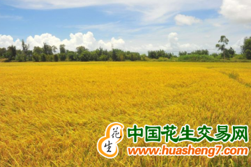 重慶：秋收農忙正當時 遍地金黃谷滿倉 ()