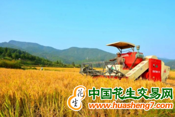 湖南芷江：稻米豐收喜開鐮 ()