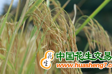 湖南芷江：“玉腰”稻穗香，開鐮慶豐收 ()