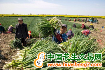 云南曲靖市：香蔥豐收景象喜人 ()