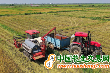 江西8月稻米市場總體穩定 ()