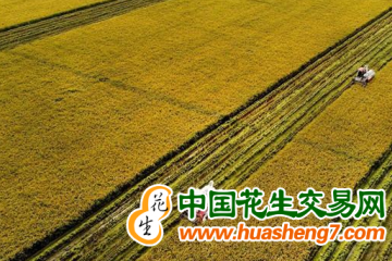 安徽：6400萬畝秋糧豐收在望 ()