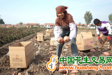 天津靜海：紅薯喜獲豐收 ()