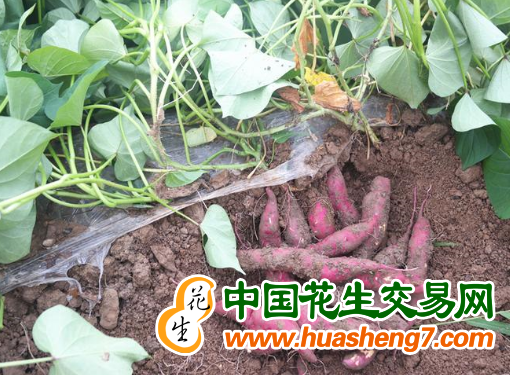 圖片2