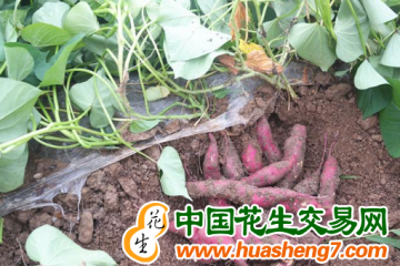 安徽蕪湖：繁昌小香薯拓寬增收路 ()