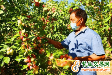 天津濱海新區：梨滿桃紅迎豐收 ()