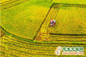 重庆：水稻收割超九成 ()
