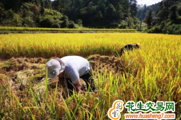 云南会泽：稻谷黄 秋收忙