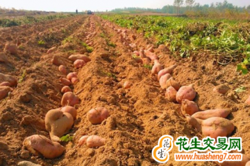 天津靜海：紅薯喜獲豐收 ()