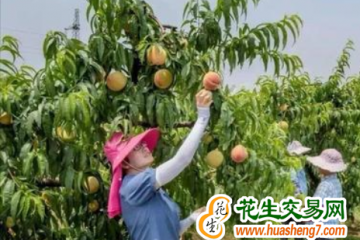 北京延庆：鲜桃飘香采摘忙