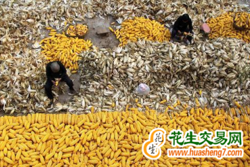 山西：金秋时节 喜迎丰收