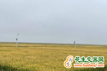 黑龙江耐盐碱水稻产量实现新突破