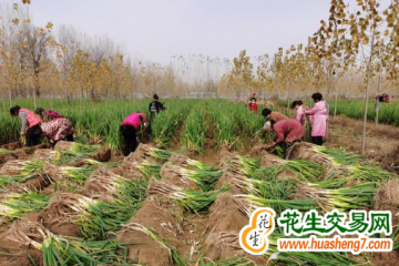 北京平谷：300余畝大蔥喜迎豐收 ()