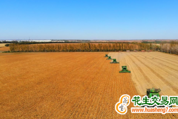 黑龙江巴彦：万亩优质豆获丰收 ()
