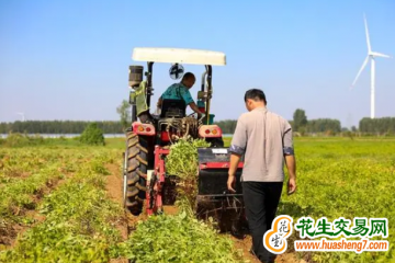 河南清豐：花生喜豐收 農民樂增收 ()