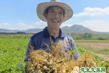 山東莒南：40余萬畝花生迎收獲 ()