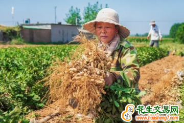 威海：花生單產刷新歷史最高紀錄 ()