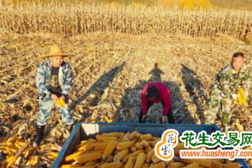 吉林：黑土地上秋收忙 良田如畫慶豐年 ()