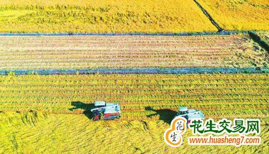 吉林省梨樹縣：糧食豐收已成定局 ()