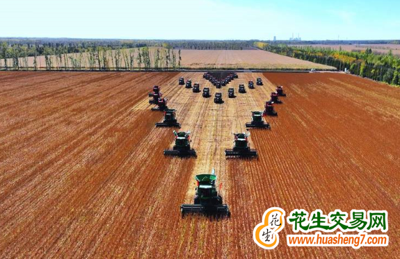 黑龍江嫩江：548.1萬畝大豆喜獲豐收 ()